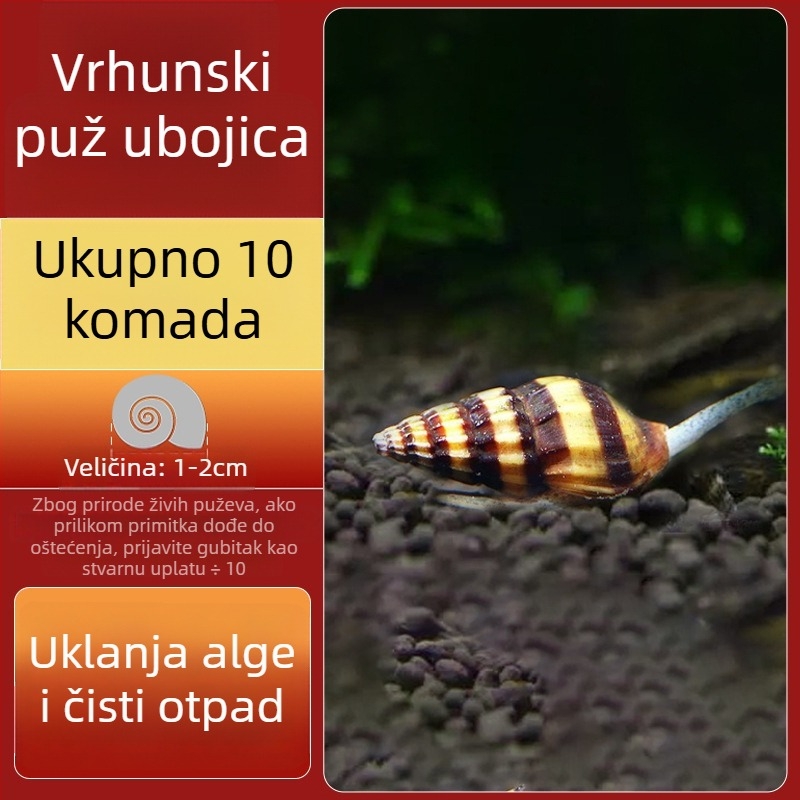 Slatkovodni jabukasti puž za akvarij — alat za uklanjanje algi i čišćenje spremnika, puževi koji jedu alge (mali i veliki)