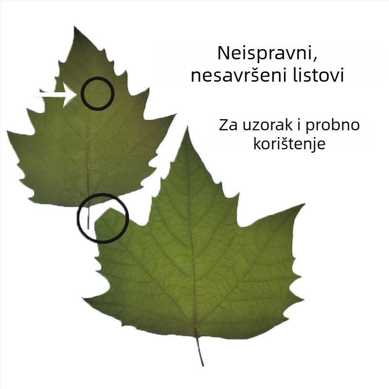 Wutong listovi za lasersko graviranje i rezbarenje na listovima – sušeno pravo lišće, ručni materijal za umjetnost
