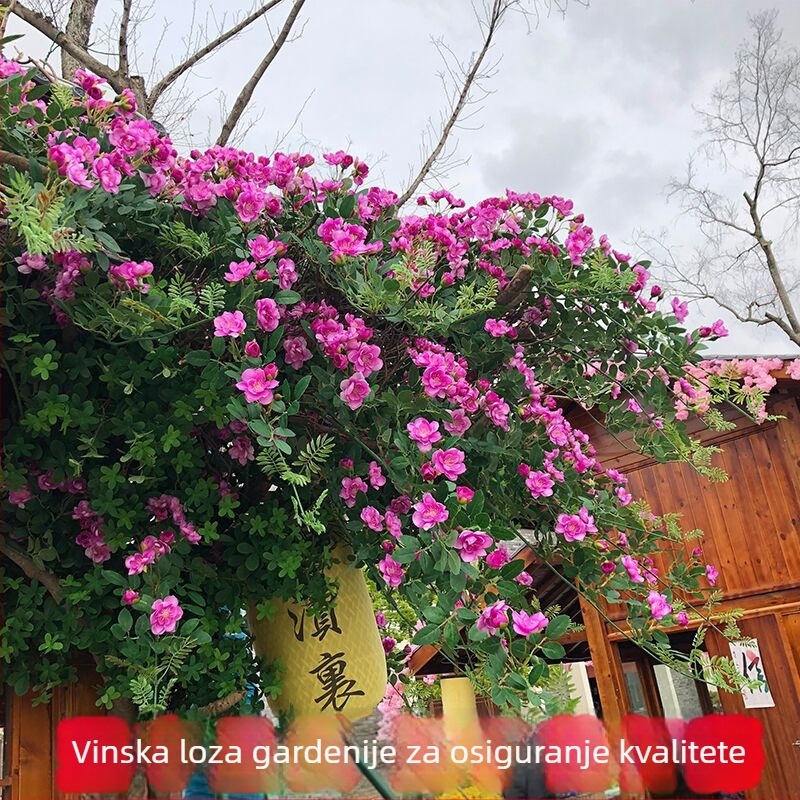 Vještačke loze ruža i gardenije za dekoraciju zidova i omatanje klima uređaja, plastično cvijeće