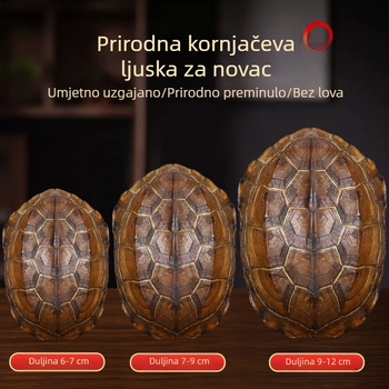 Qianlong bakreni novčić s šest hexagrama, alat za proricanje, viseći ručni privjesak, kućna dekoracija, prirodna školjka kornjače