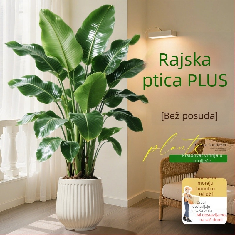 Bird of Paradise u saksiji za dnevni boravak i ured, velika unutarnja zelena biljka (Strelitzia)