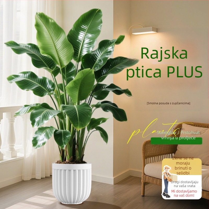 Bird of Paradise u saksiji za dnevni boravak i ured, velika unutarnja zelena biljka (Strelitzia)