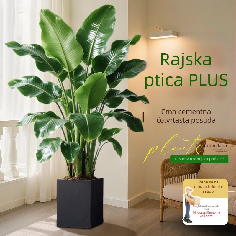 Bird of Paradise u saksiji za dnevni boravak i ured, velika unutarnja zelena biljka (Strelitzia)
