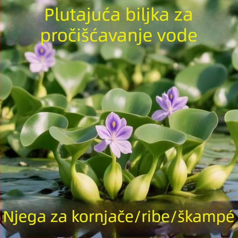 Water Hyacinth – hidroponska biljka za jezera, slatkovodna biljka za pročišćavanje vode i oksigenaciju, stanište za kornjače i ribe, cvjetanje
