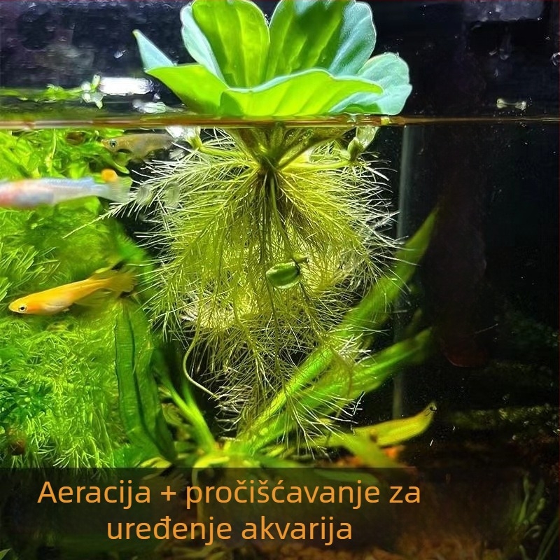Water Hyacinth – hidroponska biljka za jezera, slatkovodna biljka za pročišćavanje vode i oksigenaciju, stanište za kornjače i ribe, cvjetanje