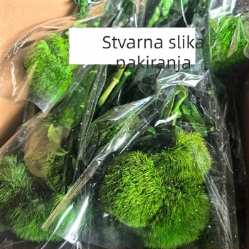 Buket sačuvanih zelenih karanfila s dugom stabljikom i zelenim pompon cvjetovima, suho cvijeće za vjenčanje