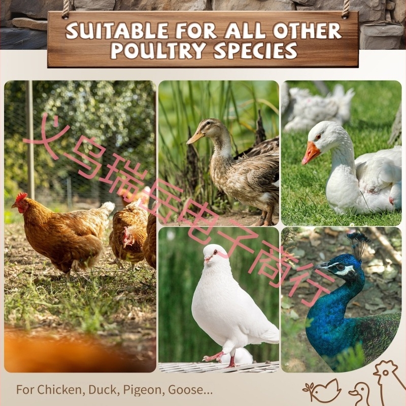 Határokon átnyúló exkluzív, népszerű csirkemászó létra, csirkemászó állvány, csirkeállvány, csirkeól, ülőrudak, fa állvány, csirkeól játék, csirkeól kellékek