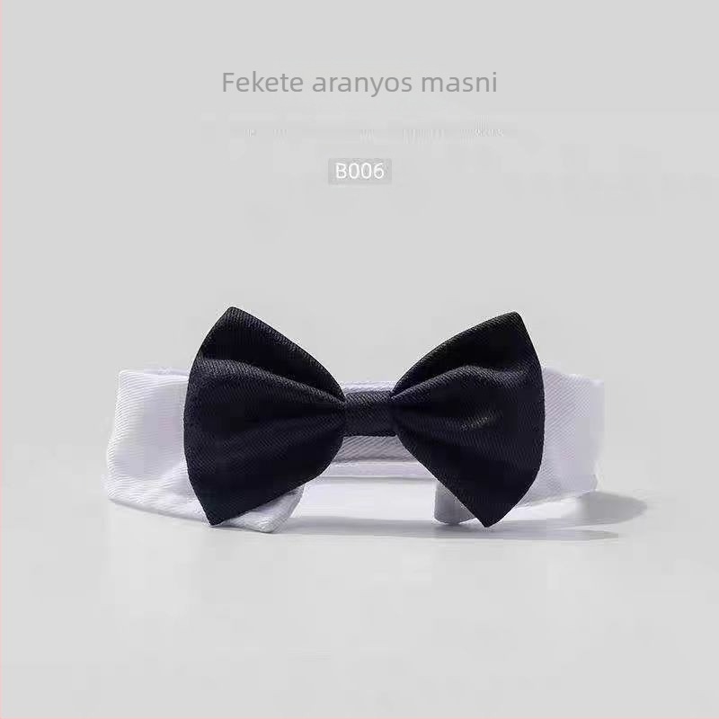 Internetes híresség, macska, kutya, Harry Potter, varázspálca, egyetemi köpeny, kistestű kutyaköpeny, halloweeni köpeny