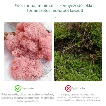 Halhatatlan Moha dobozos moha növény fali dísznövény moha kirakat belső dekoráció mikro-tájkép örök virág Moha