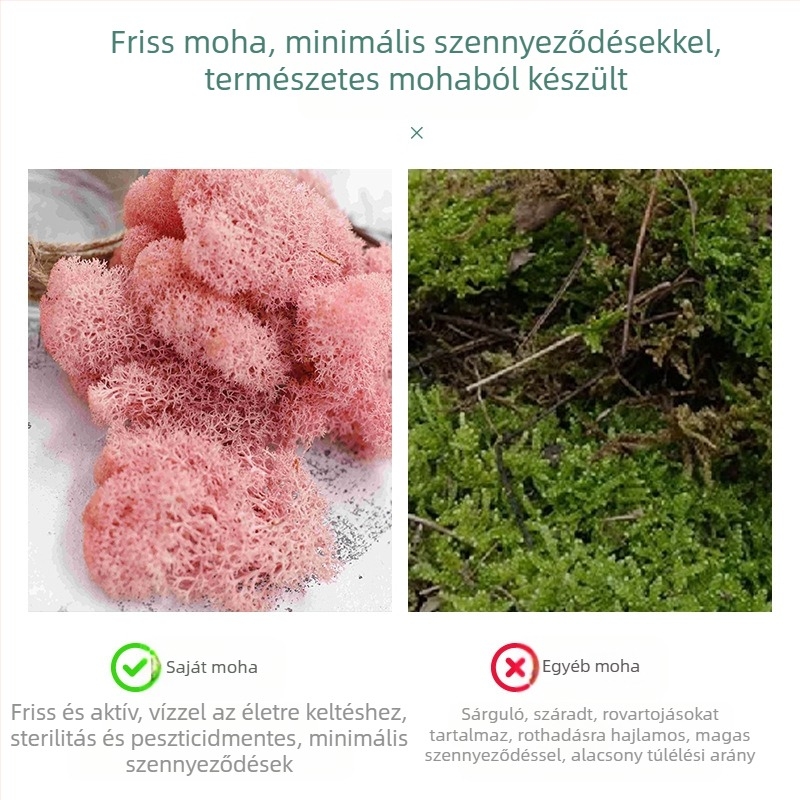 Halhatatlan Moha dobozos moha növény fali dísznövény moha kirakat belső dekoráció mikro-tájkép örök virág Moha