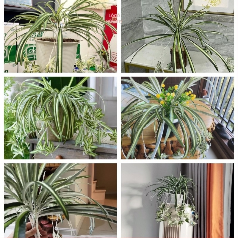 Nagykereskedelmi mesterséges 5 ágú aranyozott szegélyű szövet pók orchidea növény fali kiegészítők csomag mesterséges művirág dekoratív díszek művirágok