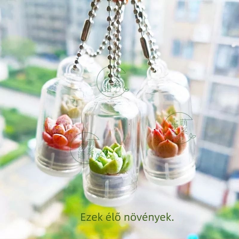 Kreatív pozsgás növény kis medál kézműves ajándék dísz autó dekoráció mini növény stresszoldó kis kiegészítő