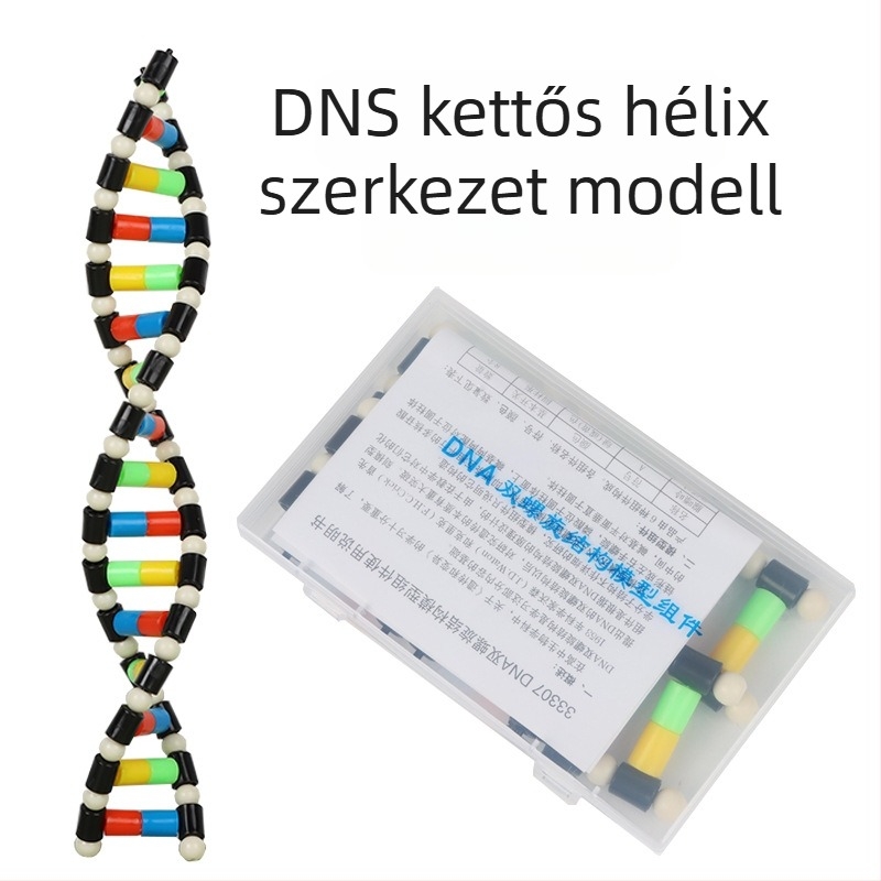 DNS kettős spirál szerkezet modell – műanyag oktatási segédlet biológiához középiskolások számára, beltéri és kültéri használatra, Liuxin