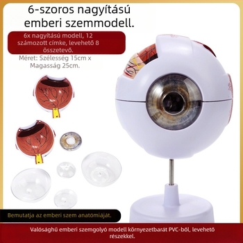 Orvosi oktatáshoz szemgolyó anatómiai modell PVC anyagból, Zhenghe River márka, privát címke elérhető