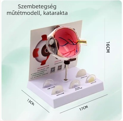 Orvosi oktatáshoz szemgolyó anatómiai modell PVC anyagból, Zhenghe River márka, privát címke elérhető