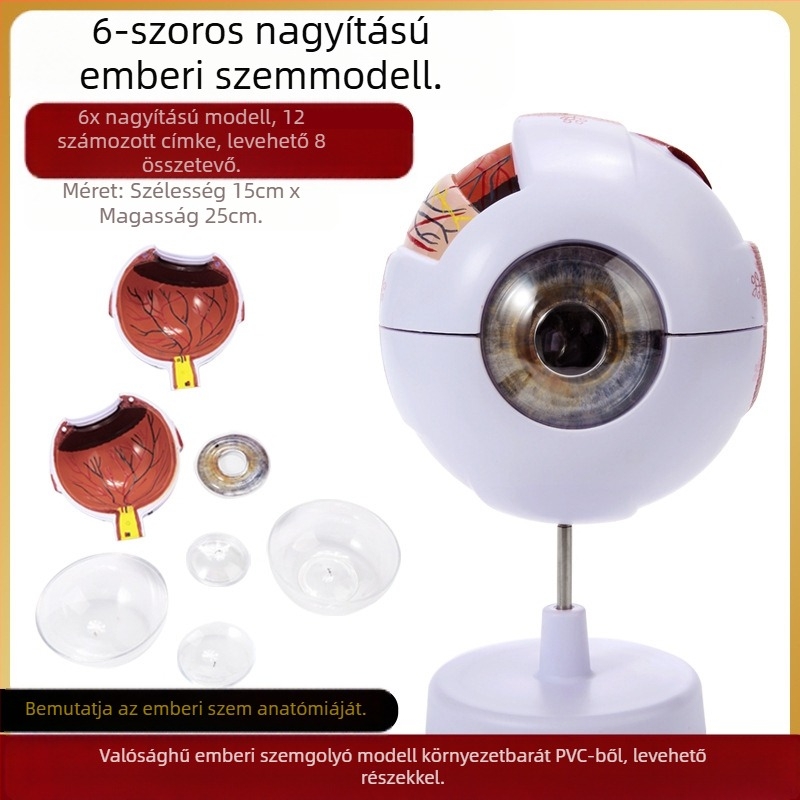 Orvosi oktatáshoz szemgolyó anatómiai modell PVC anyagból, Zhenghe River márka, privát címke elérhető