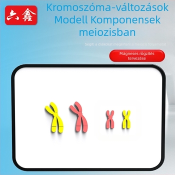 Liuxin oktatóeszköz: Meiózis kromoszóma-változás modell mágneses vonzással