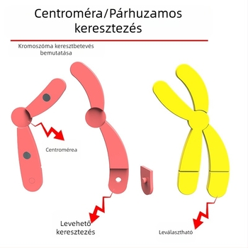 Liuxin oktatóeszköz: Meiózis kromoszóma-változás modell mágneses vonzással