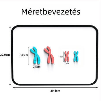 Liuxin oktatóeszköz: Meiózis kromoszóma-változás modell mágneses vonzással