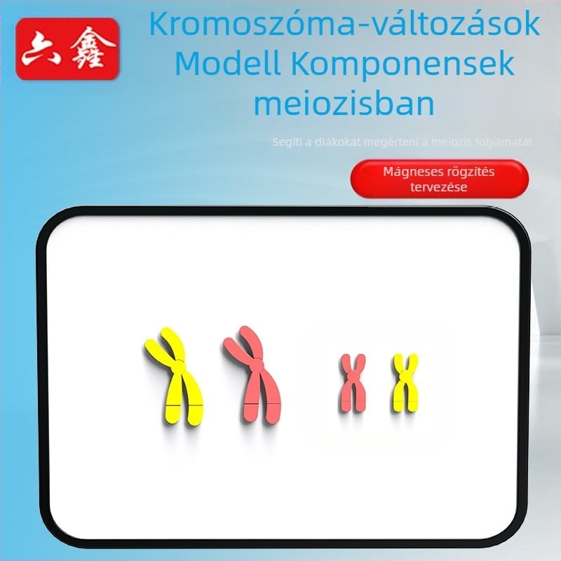Liuxin oktatóeszköz: Meiózis kromoszóma-változás modell mágneses vonzással