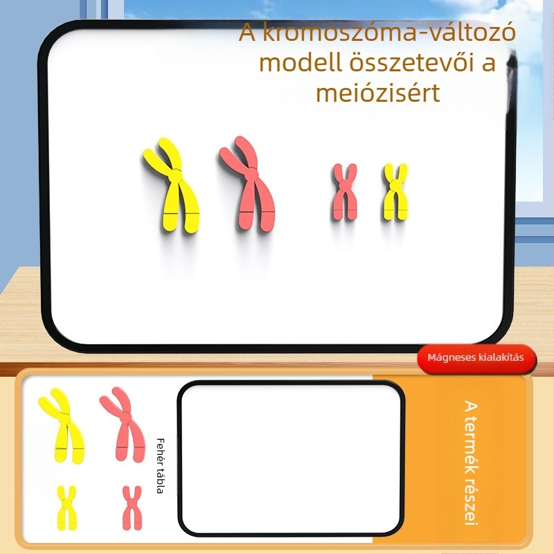 Liuxin oktatóeszköz: Meiózis kromoszóma-változás modell mágneses vonzással