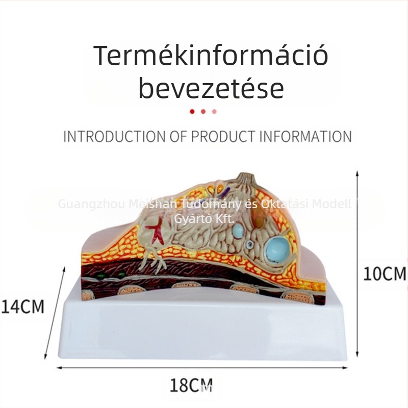 Patológiás mell modell orvosi képzéshez