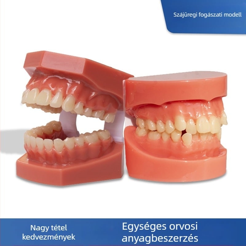 Dentális fogmodell a malokklúzió bemutatására és ortodontikus gyakorlásra (Márka: Leap to the courage; Felnőttek; 100 darab; Hebei)