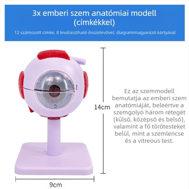 Emberi szem anatómiai modell, levehető, PVC anyagú, Blue Butterfly márka