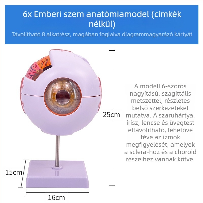 Emberi szem anatómiai modell, levehető, PVC anyagú, Blue Butterfly márka