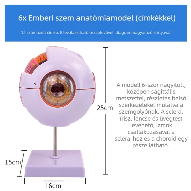 Emberi szem anatómiai modell, levehető, PVC anyagú, Blue Butterfly márka