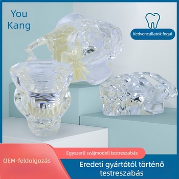 Háziállatok dentális modellje oktatáshoz, Youkang Technology, OEM fogmodell, dobozban 100 darab, kategória: egyéb szájhigiéniai kémiai termékek