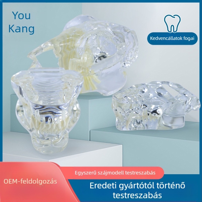 Háziállatok dentális modellje oktatáshoz, Youkang Technology, OEM fogmodell, dobozban 100 darab, kategória: egyéb szájhigiéniai kémiai termékek