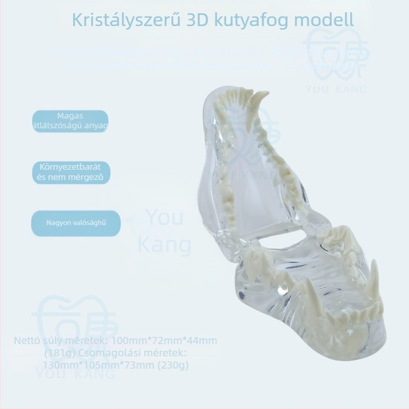 Háziállatok dentális modellje oktatáshoz, Youkang Technology, OEM fogmodell, dobozban 100 darab, kategória: egyéb szájhigiéniai kémiai termékek
