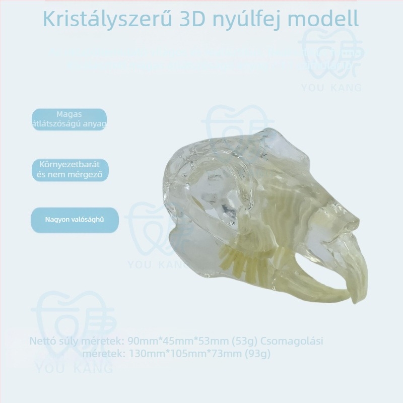 Háziállatok dentális modellje oktatáshoz, Youkang Technology, OEM fogmodell, dobozban 100 darab, kategória: egyéb szájhigiéniai kémiai termékek