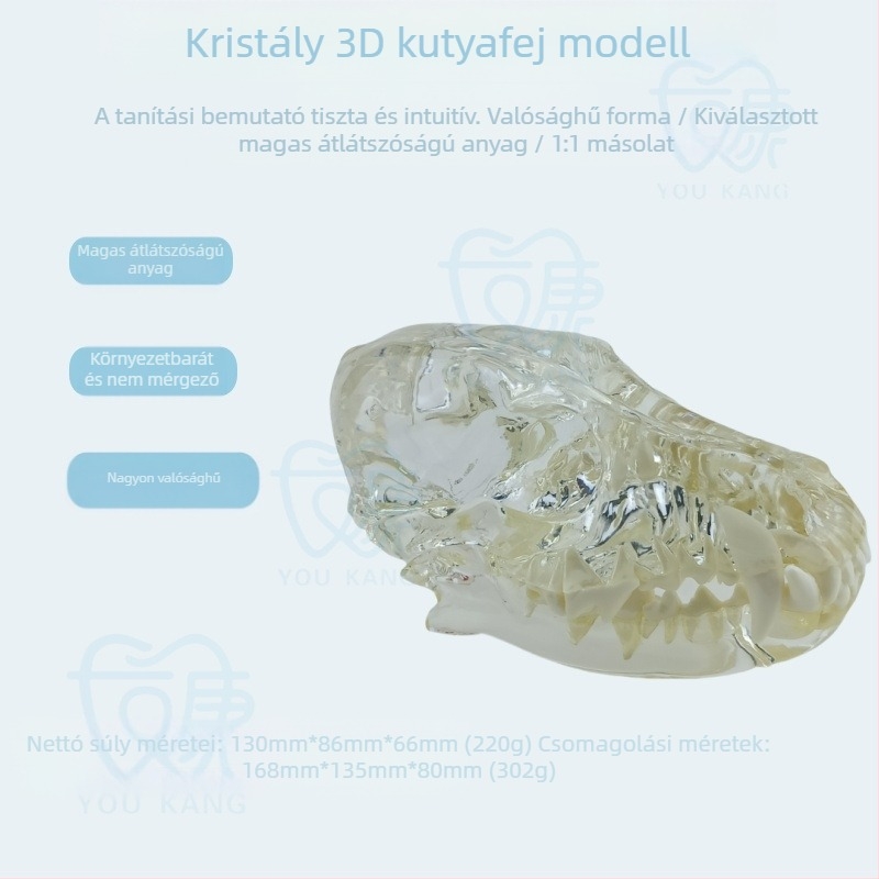 Háziállatok dentális modellje oktatáshoz, Youkang Technology, OEM fogmodell, dobozban 100 darab, kategória: egyéb szájhigiéniai kémiai termékek