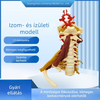 Anatómiai modell - emberi izom- és vázmodell nyaki csigolyákkal, térddel, csípővel, könyökkel és váll ínszalagokkal; PVC, statikus modell, egyetlen vezérlés