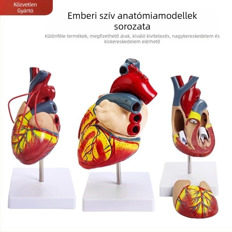 Szív anatómiai modell oktatási célokra - PVC zsigeri modell, oktatási bemutató, Excellence
