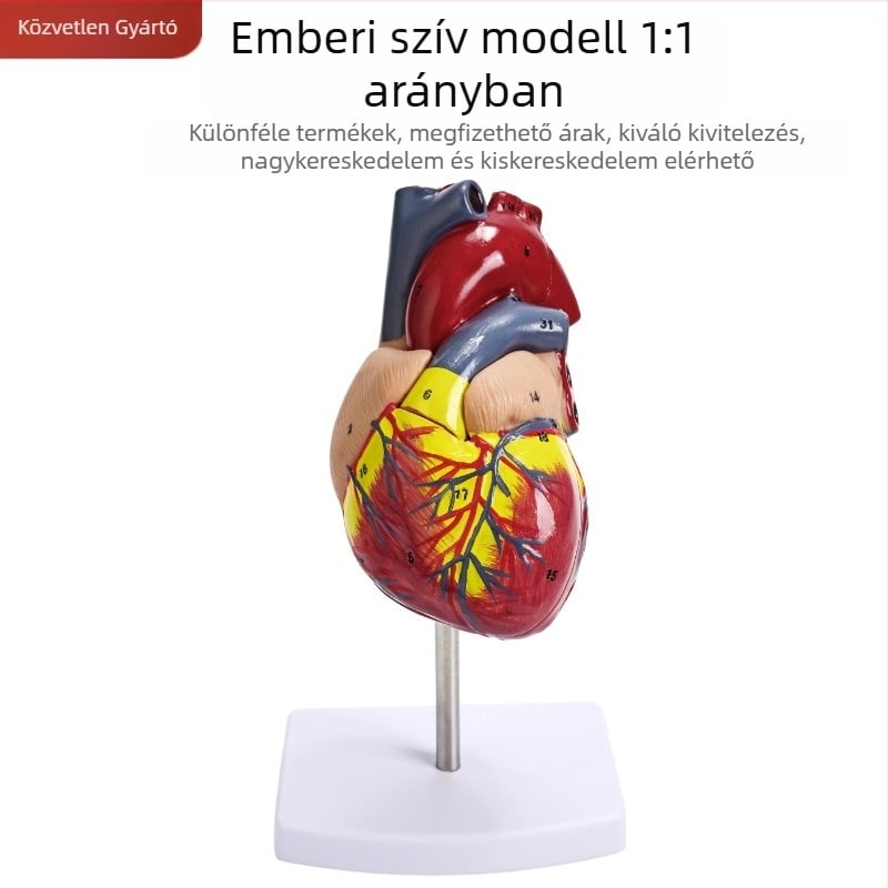 Szív anatómiai modell oktatási célokra - PVC zsigeri modell, oktatási bemutató, Excellence