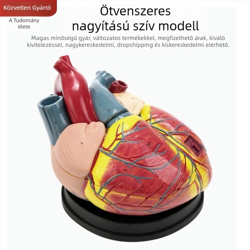 Szív anatómiai modell oktatási célokra - PVC zsigeri modell, oktatási bemutató, Excellence