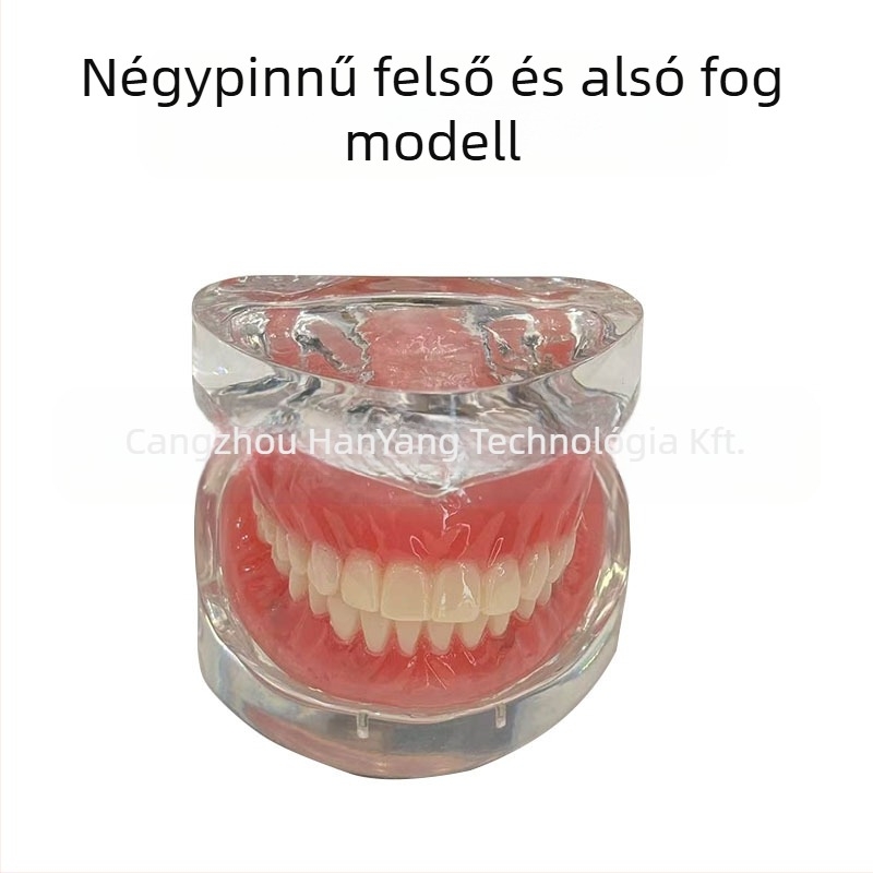 Gyakorló fogimplantátum modell – felső- és alsó állkapocs, fél szájban 2 vagy 4 implantátummal
