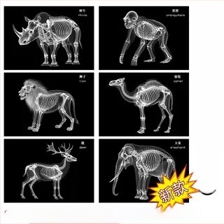 Montessori–Reggio fény-árnyék DIY röntgen gyűrű oktató játék 0–3 éveseknek, tudományos sarok lányoknak