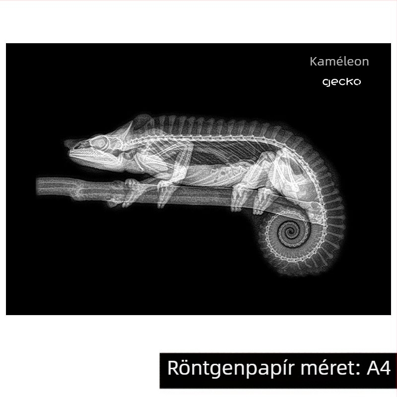 Montessori–Reggio fény-árnyék DIY röntgen gyűrű oktató játék 0–3 éveseknek, tudományos sarok lányoknak
