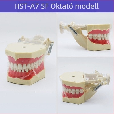 Fogorvosi oktatási modell patológiás rekonstrukcióval és standard implantátummal formával — helyi márka, nyomtatott logóval, fogászati oktatásra
