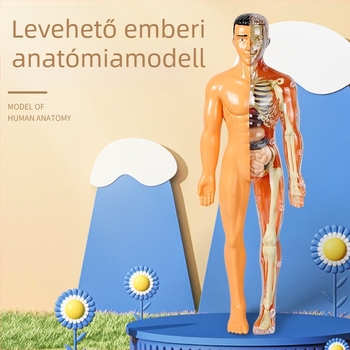 Biológia/Kémia oktatási játék szervek és váz összeállítására, Tengxin, műanyag, 7–14 éveseknek