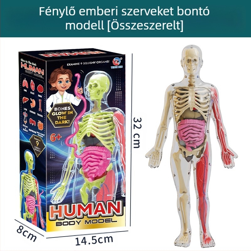 Biológia/Kémia oktatási játék szervek és váz összeállítására, Tengxin, műanyag, 7–14 éveseknek