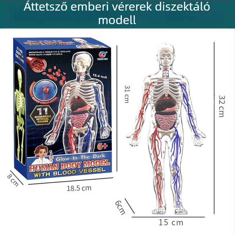 Biológia/Kémia oktatási játék szervek és váz összeállítására, Tengxin, műanyag, 7–14 éveseknek