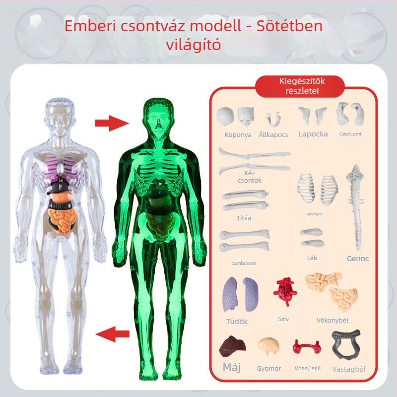 Biológia/Kémia oktatási játék szervek és váz összeállítására, Tengxin, műanyag, 7–14 éveseknek
