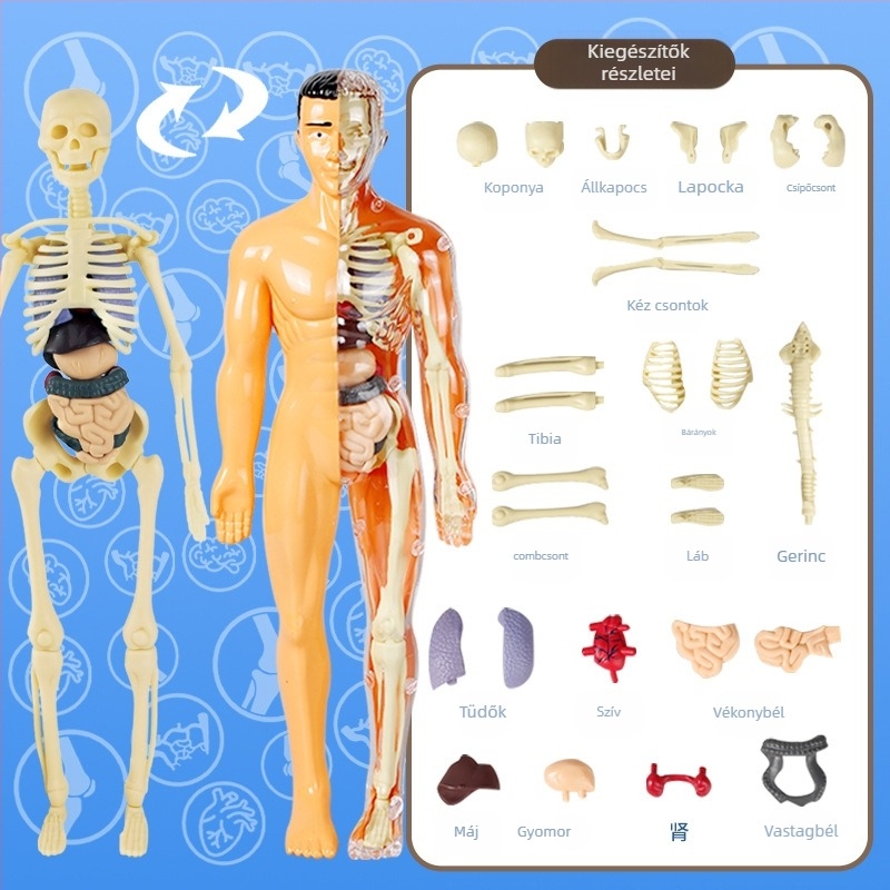 Biológia/Kémia oktatási játék szervek és váz összeállítására, Tengxin, műanyag, 7–14 éveseknek