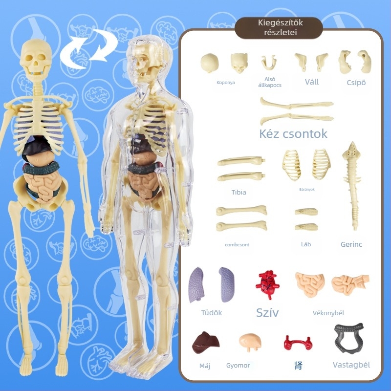 Biológia/Kémia oktatási játék szervek és váz összeállítására, Tengxin, műanyag, 7–14 éveseknek