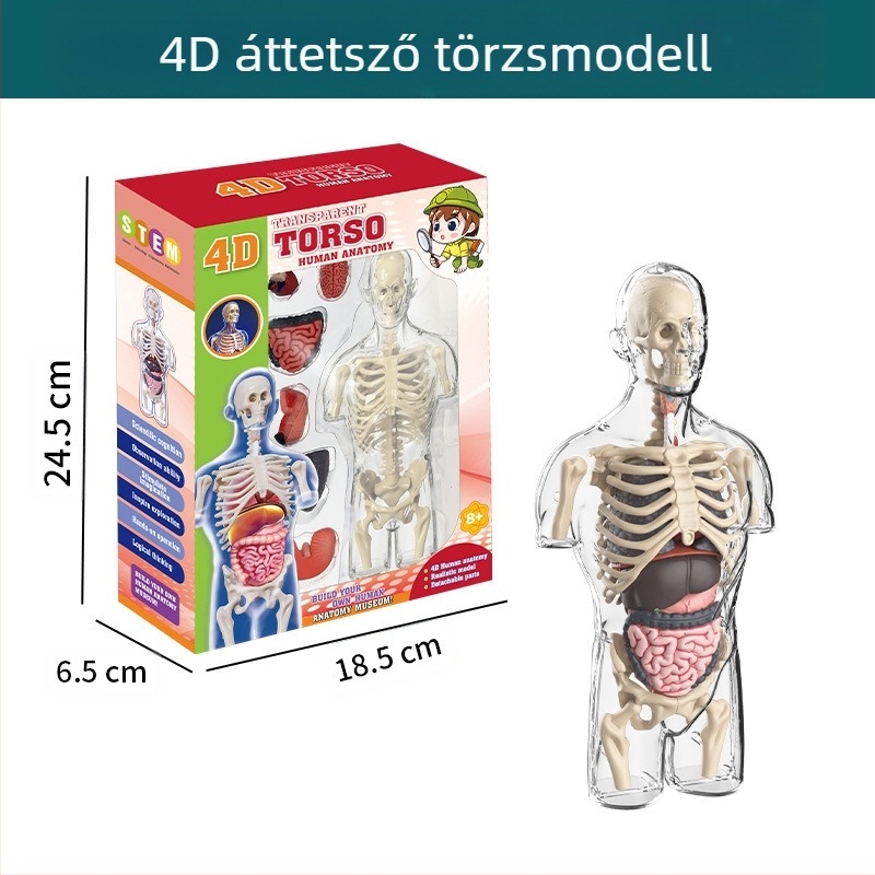 Biológia/Kémia oktatási játék szervek és váz összeállítására, Tengxin, műanyag, 7–14 éveseknek